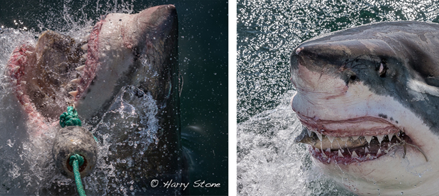 Zuid-Afrika shark cage dive