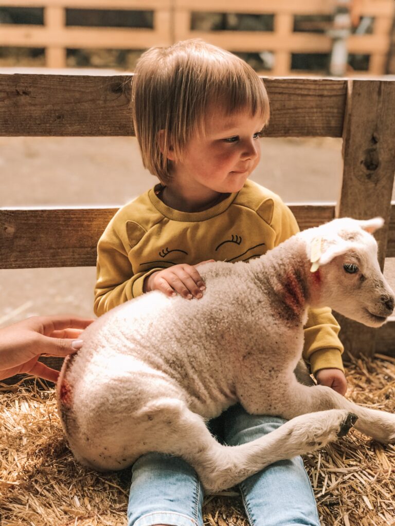 Schapenboerderij Texel